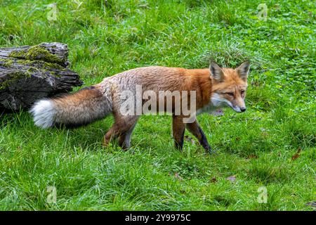 Rotfuchs (Vulpes vulpes) jagt im Herbst/Herbst im Grasland Stockfoto