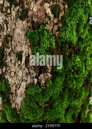 Moos auf dem Stamm eines Baumes im Herbst Stockfoto