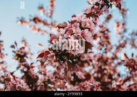 Dekorativer Apfelbaumzweig mit blühenden roten Blüten im Frühling Stockfoto
