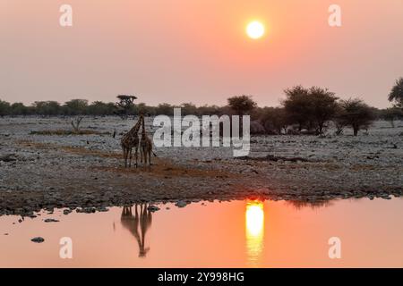 Giraffen am Okaukuejo Wasserloch im Etosha Nationalpark bei Sonnenuntergang, Wasserreflexionen, Wildtiersafari und Pirschfahrt in Namibia, Afrika Stockfoto