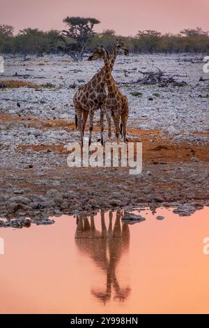 Zwei Giraffen am Okaukuejo Wasserloch im Etosha Nationalpark bei Sonnenuntergang, Wasserspiegelungen, Wildtiersafari und Pirschfahrt in Namibia, Afrika Stockfoto