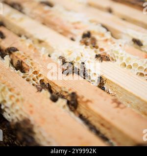 Blick auf aktive Honigbienenstöcke in einem Bienenhaus im Süden Albertas. Die Imker führen wöchentliche Inspektionen durch, um sicherzustellen, dass die Bienenstöcke gesund und produktiv sind. Stockfoto