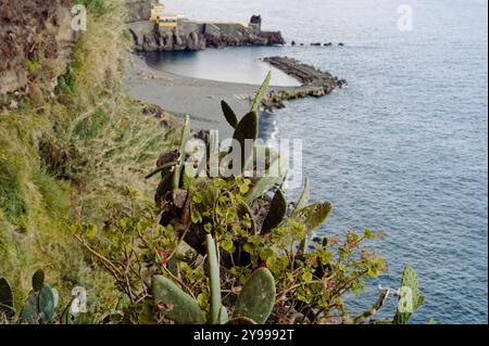 Kakteen und Küstenpflanzen gedeihen entlang einer Klippe mit Blick auf eine ruhige Bucht auf Madeira Stockfoto