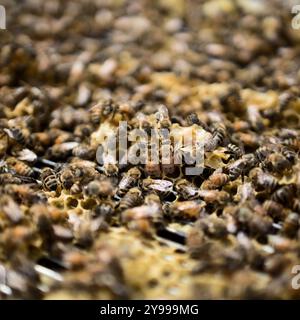 Blick auf aktive Honigbienenstöcke in einem Bienenhaus im Süden Albertas. Die Imker führen wöchentliche Inspektionen durch, um sicherzustellen, dass die Bienenstöcke gesund und produktiv sind. Stockfoto