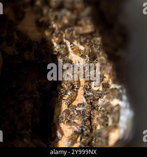 Blick auf aktive Honigbienenstöcke in einem Bienenhaus im Süden Albertas. Die Imker führen wöchentliche Inspektionen durch, um sicherzustellen, dass die Bienenstöcke gesund und produktiv sind. Stockfoto