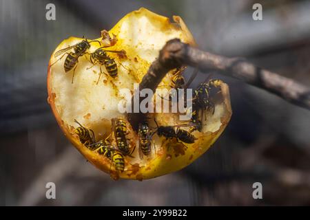 Wespen Vespinae an einem Apfel. // 24.09.2024: Stuttgart, Baden-Württemberg, Deutschland *** Wasps Vespinae on a Apple 24 09 2024 Stuttgart, Baden Württemberg, Deutschland Stockfoto