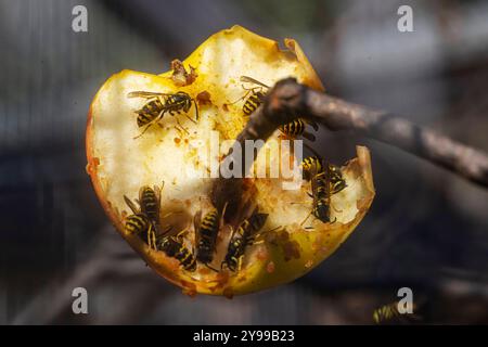 Wespen Vespinae an einem Apfel. // 24.09.2024: Stuttgart, Baden-Württemberg, Deutschland *** Wasps Vespinae on a Apple 24 09 2024 Stuttgart, Baden Württemberg, Deutschland Stockfoto