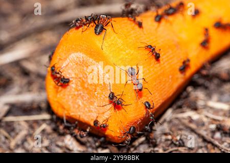 Ameisen auf einer geschnittenen Karotte Stockfoto