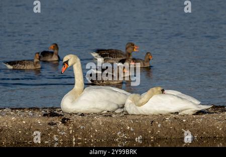 Zwei Schwäne und sieben Gänse leben friedlich nebeneinander. Eine wunderschöne Vogelszene am Flensburger Fjord. Stockfoto