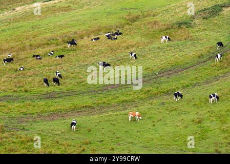 Ein grasbewachsenes Feld in den Bathgate Hills (West Lothian, Schottland, Vereinigtes Königreich) voller Kühe. Schlammige Fahrzeugspuren sind im Gras sichtbar. Stockfoto