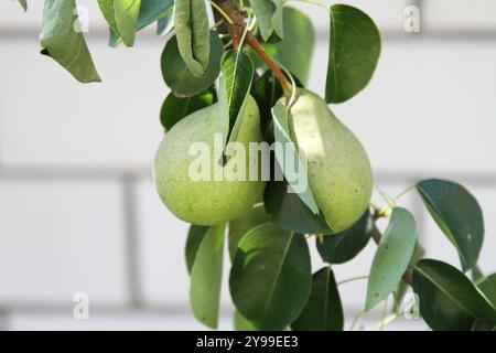 Grüne Birnen auf dem Birnenbaum Stockfoto