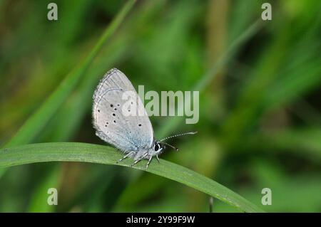 Kleiner Blauer Schmetterling Cupido Minimus' im Gras im National Nature Reserve in Martin Down in Hampshire. UK Stockfoto