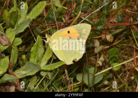 Getrübter gelber Schmetterling, 'Colias croceus' goldgelber Migrant nach Großbritannien. Ruht auf Laub im Alners Gorse Nature Reserve in Dorset. UK Stockfoto