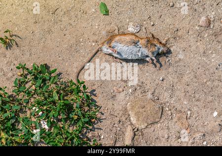 Tote rote und weiße Ratte liegt im Sommer am Straßenrand. Bekämpfung landwirtschaftlicher Schädlinge auf den Feldern. Stockfoto