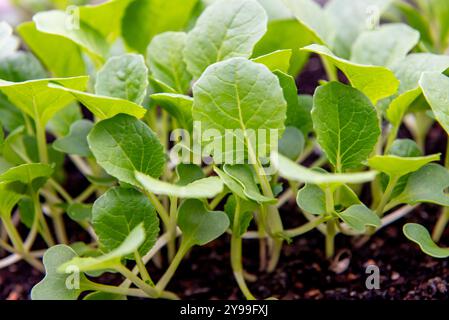 Kleine Bok Choi Setzlinge (Bok Choy oder chinakohl). Anbau von Bio-Gemüse auf Balkon in Töpfen Stockfoto