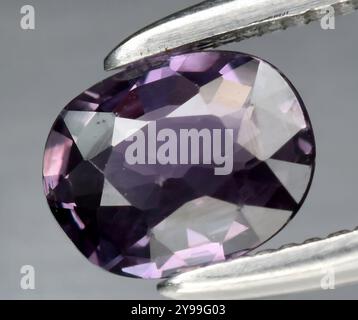 Exquisiter lila Amethyst Edelstein mit ovalem Schliff auf Präzisionspinzette. Stockfoto