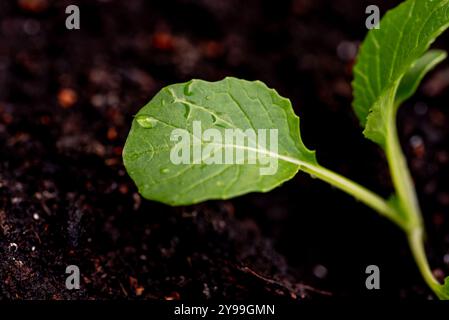 Kleine Bok Choi Setzlinge (Bok Choy oder chinakohl). Anbau von Bio-Gemüse auf Balkon in Töpfen Stockfoto