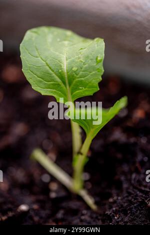 Kleine Bok Choi Setzlinge (Bok Choy oder chinakohl). Anbau von Bio-Gemüse auf Balkon in Töpfen Stockfoto