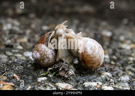 Zwei Helix pomatia Schnecken paaren sich, Landschnecke Stockfoto