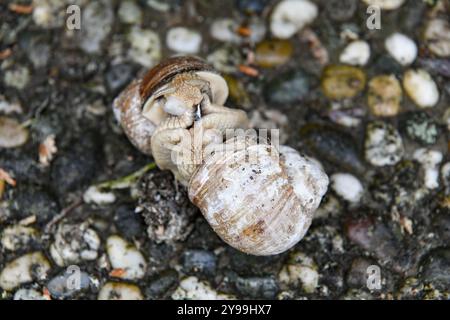 Zwei Helix pomatia Schnecken paaren sich, Landschnecke Stockfoto