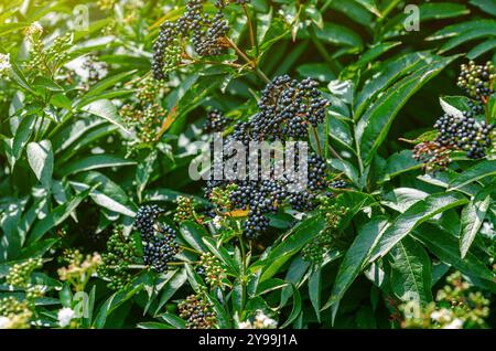 Schwarze Trauben von reifen schwarzen Holunderbeeren, Heilpflanze, Lungenerkrankungen, Coronavirus-Behandlung, natürliche Heilmittel. Stockfoto