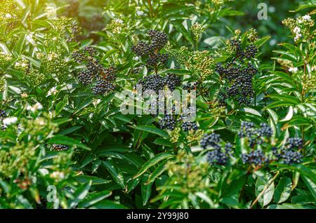 Schwarze Trauben von reifen schwarzen Holunderbeeren, Heilpflanze, Lungenerkrankungen, Coronavirus-Behandlung, natürliche Heilmittel. Stockfoto