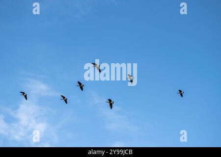 Kanadiengänse fliegen in Formation unter blauem Himmel mit hellen Wolken. Blick vom Boden. Stockfoto