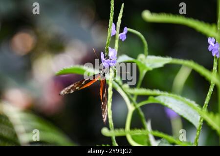 Tropischer Schmetterling in der Natur, weiß gefleckter Schmetterling Stockfoto