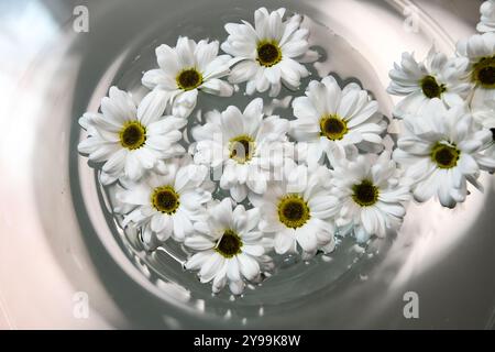 Weiße margaretenblüten im Wasser und farbenfrohe helle Hintergründe Stockfoto