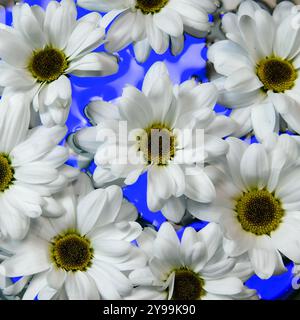 Weiße margaretenblüten im Wasser und farbenfrohe helle Hintergründe Stockfoto