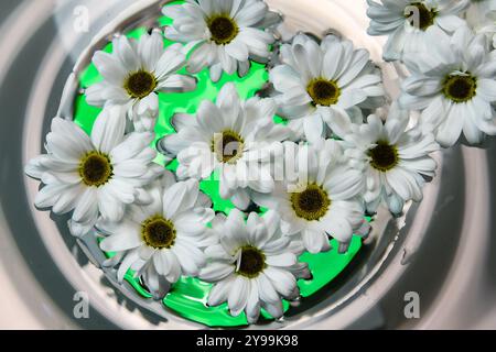 Weiße margaretenblüten im Wasser und farbenfrohe helle Hintergründe Stockfoto