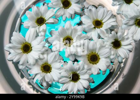 Weiße margaretenblüten im Wasser und farbenfrohe helle Hintergründe Stockfoto