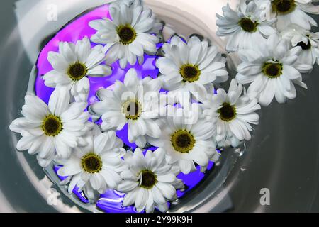 Weiße margaretenblüten im Wasser und farbenfrohe helle Hintergründe Stockfoto