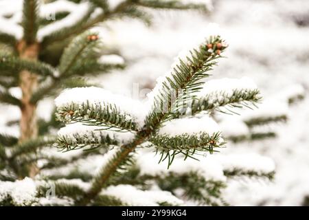 Eine verschneite Kiefer im Wald, nah dran Stockfoto