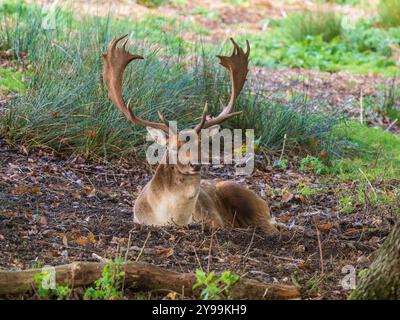 Damhirsch Buck Sitzt Auf Porträt Stockfoto