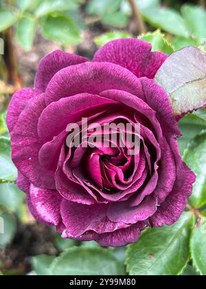 Eine Nahaufnahme einer tiefvioletten Rosa-Blüte mit wunderschönen mehrschichtigen Blütenblättern und leuchtenden Farben. Ein atemberaubendes Schauspiel der Eleganz der Natur im Garten Stockfoto