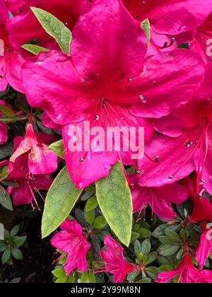 Eine leuchtende rosa Azaleenblüte bedeckt mit frischen Tautropfen, die ihre kräftige Farbe und zarte Blütenblätter, umgeben von grünen Blättern, zeigt. Stockfoto