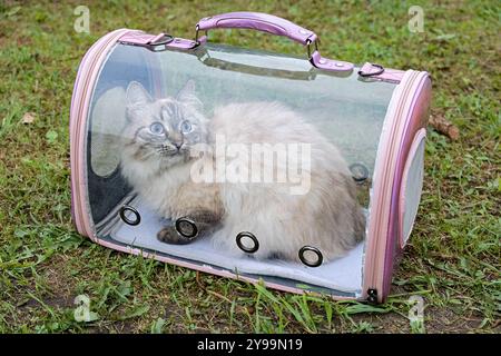 Neva Masquerade Sibirische Hauskatze in transparentem Träger auf Gras. Nahaufnahme. Stockfoto