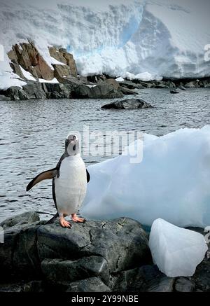 Ein neugieriger Gentoo-Pinguin steht auf felsigem antarktischem Gelände mit eisigen Klippen und blauen Gletschern im Hintergrund Stockfoto