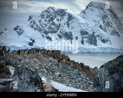 Ein atemberaubender Blick auf Pinguine auf dem felsigen Gelände von Graham Land, Antarktis, vor schneebedeckten Bergen und vereisten Klippen Stockfoto