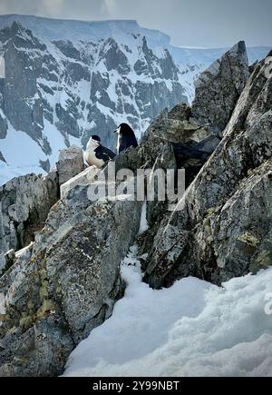 Zwei Chinstrap-Pinguine (Pygoscelis antarcticus) thronen auf felsigen Klippen in Graham Land, Antarktis, mit einer Kulisse hoch aufragender, schneebedeckter Berge Stockfoto