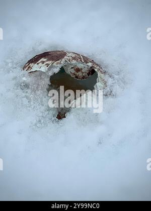 Ein gebrochenes Gentoo-Pinguin-Ei (Pygoscelis papua) liegt im Schnee auf der Petermann-Insel in der Antarktis, was die rauen Bedingungen der Polarregion unterstreicht Stockfoto