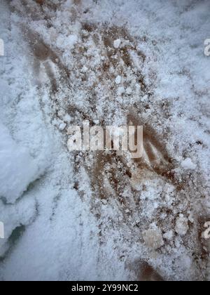 Nahaufnahme einer Pinguinautobahn auf Petermann Island in der Antarktis, die Spuren zeigt, die Pinguine in den Schnee ziehen, während sie sich durch die gefrorene Landschaft bewegen Stockfoto