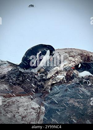 Ein Paar Gentoo-Pinguine (Pygoscelis papua) pflegen ihr Nest während des Schneefalls auf Petermann Island in der Antarktis und zeigen das Leben in rauen Polargebieten Stockfoto