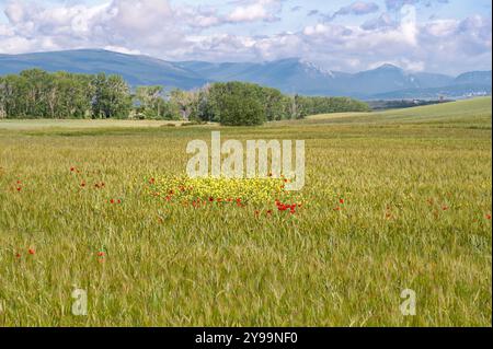 Wildblumen, die in einer Weizenfellei in Nordspanien wachsen Stockfoto