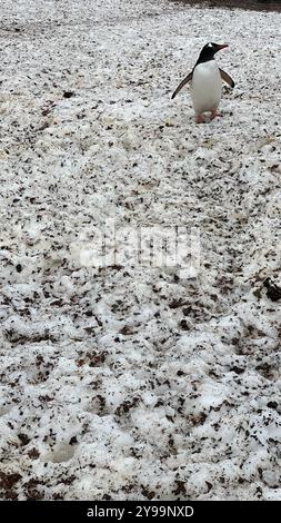 Ein einsamer Gentoo-Pinguin (Pygoscelis papua) spaziert durch eine schneebedeckte Landschaft auf Barrientos Island, South Shetland Islands Stockfoto