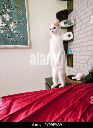 Neugierige weiße und orangene Katze stehend Stockfoto