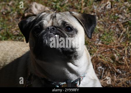 Mops-Hund posiert für Bilder mit Attitüde Stockfoto