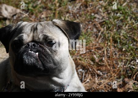 Mops-Hund posiert für Bilder mit Attitüde Stockfoto