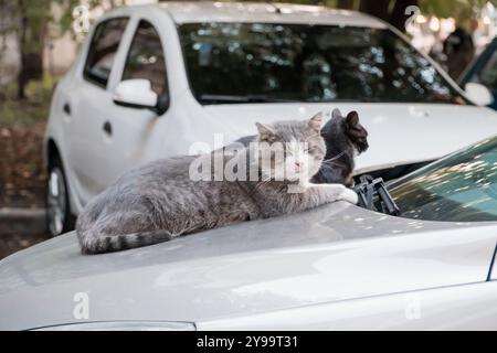 Eine charmante graue Katze, die sich auf einer Autohaube in einer üppigen urbanen Umgebung entspannt. Stockfoto